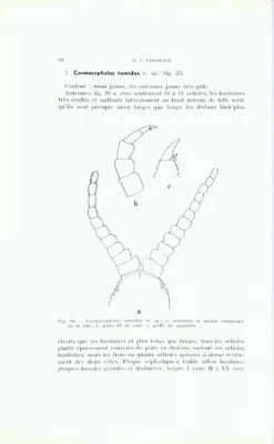Faune De Madagascar: Fasc. 12 - Myriapodes: Chilopodes -Wildlife Professional Books 59114 3
