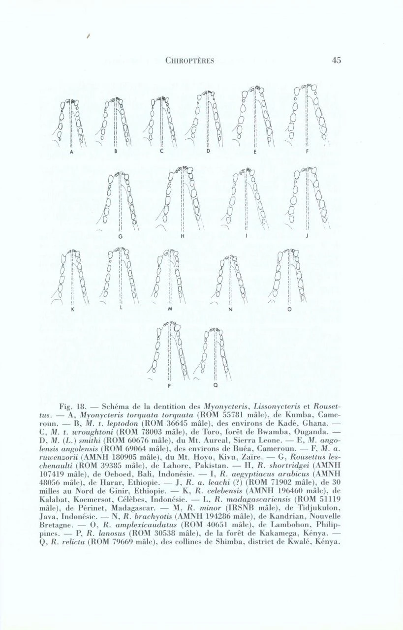 Faune De Madagascar: Fasc. 84 - Mammifères: Chiroptères 4 Faune De Madagascar: Fasc. 84 - Mammifères: Chiroptères - Image 2
