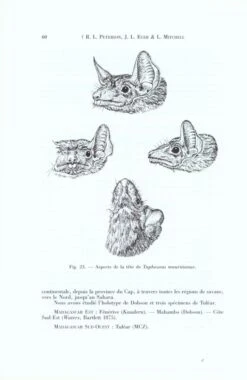 Faune De Madagascar: Fasc. 84 - Mammifères: Chiroptères 9 Faune De Madagascar: Fasc. 84 - Mammifères: Chiroptères -Wildlife Professional Books 59191 2