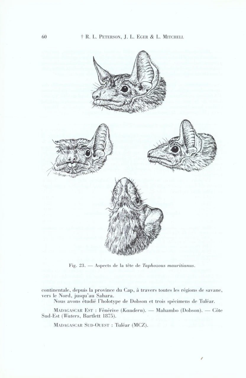 Faune De Madagascar: Fasc. 84 - Mammifères: Chiroptères 5 Faune De Madagascar: Fasc. 84 - Mammifères: Chiroptères - Image 3