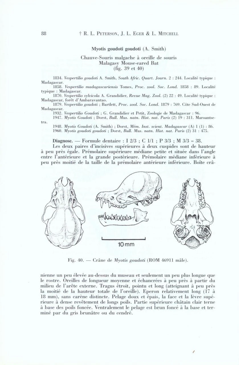 Faune De Madagascar: Fasc. 84 - Mammifères: Chiroptères 6 Faune De Madagascar: Fasc. 84 - Mammifères: Chiroptères - Image 4