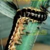 Acta Myriapodologica 2 Acta Myriapodologica -Wildlife Professional Books 64475