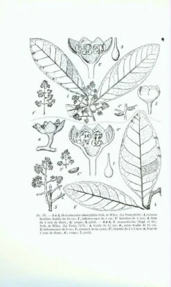 Flore Du Gabon, Volume 10: Lauraceae, Myristicaceae, Monimiaceae -Wildlife Professional Books 71927 2