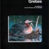 Grebes: Status Survey And Conservation Action Plan -Wildlife Professional Books 77104