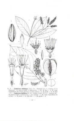 Flore Du Cambodge, Du Laos Et Du Viêtnam, Volume 10 -Wildlife Professional Books 77534 2