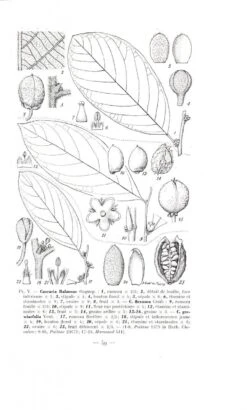 Flore Du Cambodge, Du Laos Et Du Viêtnam, Volume 11 -Wildlife Professional Books 77535 1