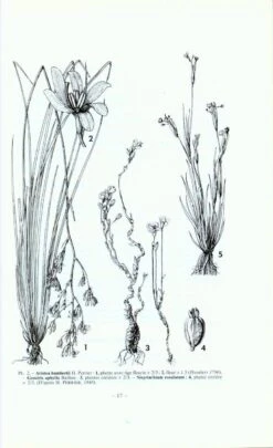 Flore De Madagascar Et Des Comores, Fam. 45 -Wildlife Professional Books 77577 1