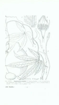 Flore De Madagascar Et Des Comores, Fam. 185 -Wildlife Professional Books 77651 2