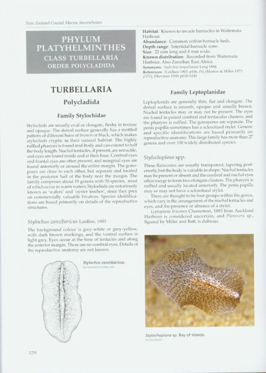 New Zealand Coastal Marine Invertebrates, Volume 1 4 New Zealand Coastal Marine Invertebrates, Volume 1 - Image 2
