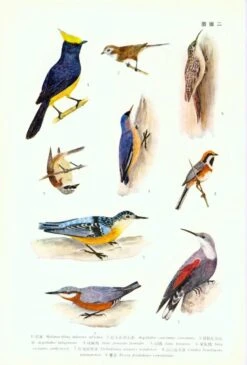 Fauna Sinica: Aves, Volume 13: Passeriformes: Paridae - Zosteropidae [Chinese] -Wildlife Professional Books 81739 1