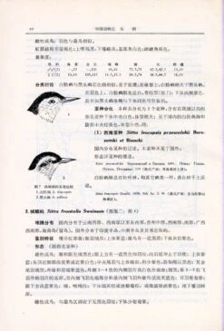 Fauna Sinica: Aves, Volume 13: Passeriformes: Paridae - Zosteropidae [Chinese] -Wildlife Professional Books 81739 3