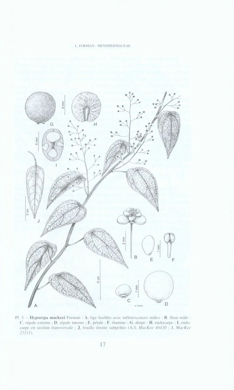 Flore De La Nouvelle-Calédonie Et Dépendances, Volume 22: Menispermaceae, Oleaceae, Passifloraceae 4 Flore De La Nouvelle-Calédonie Et Dépendances, Volume 22: Menispermaceae, Oleaceae, Passifloraceae - Image 2