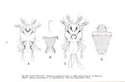 Feather Mites Of The World, (Acarina, Astigmata): The Supraspecific Taxa (2-Volume Set) -Wildlife Professional Books 84893 4