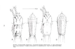 Feather Mites Of The World, (Acarina, Astigmata): The Supraspecific Taxa (2-Volume Set) -Wildlife Professional Books 84893 5