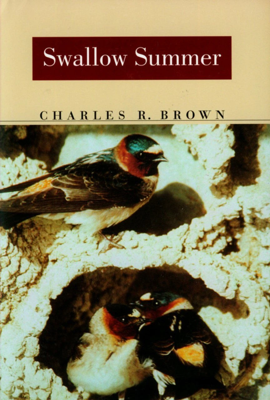 Swallow Summer 3 Swallow Summer