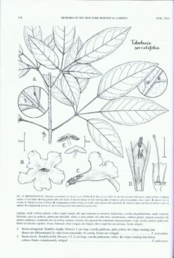 Guide To The Vascular Plants Of Central French Guiana, Part 2: Dicotyledons -Wildlife Professional Books 97401 2