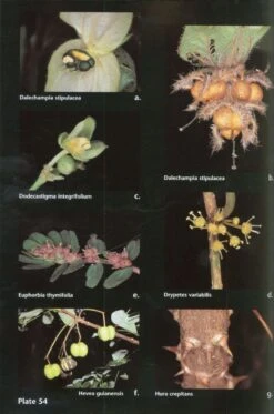 Guide To The Vascular Plants Of Central French Guiana, Part 2: Dicotyledons -Wildlife Professional Books 97401 3
