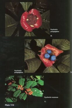 Guide To The Vascular Plants Of Central French Guiana, Part 2: Dicotyledons -Wildlife Professional Books 97401 6