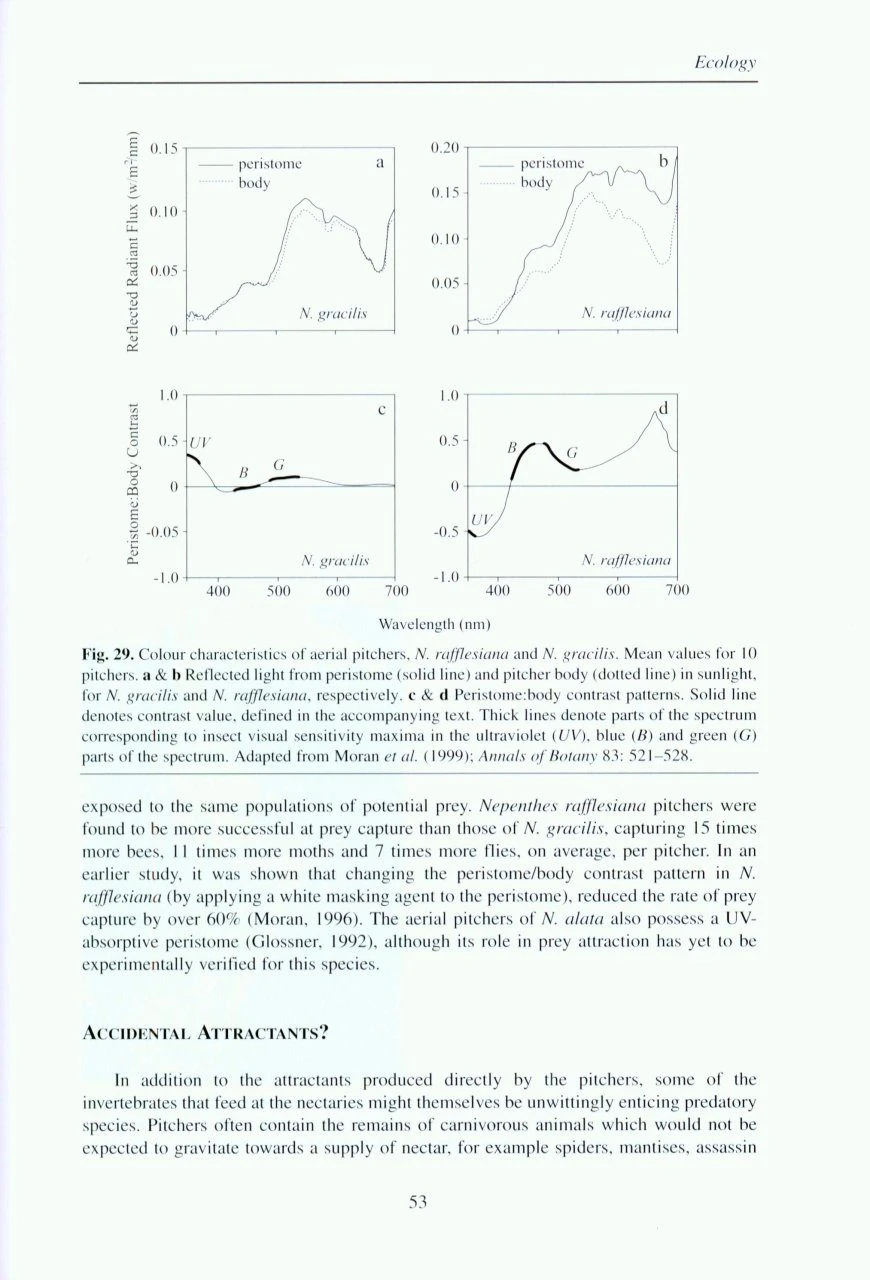 Nepenthes Of Sumatra And Peninsular Malaysia 4 Nepenthes Of Sumatra And Peninsular Malaysia - Image 2