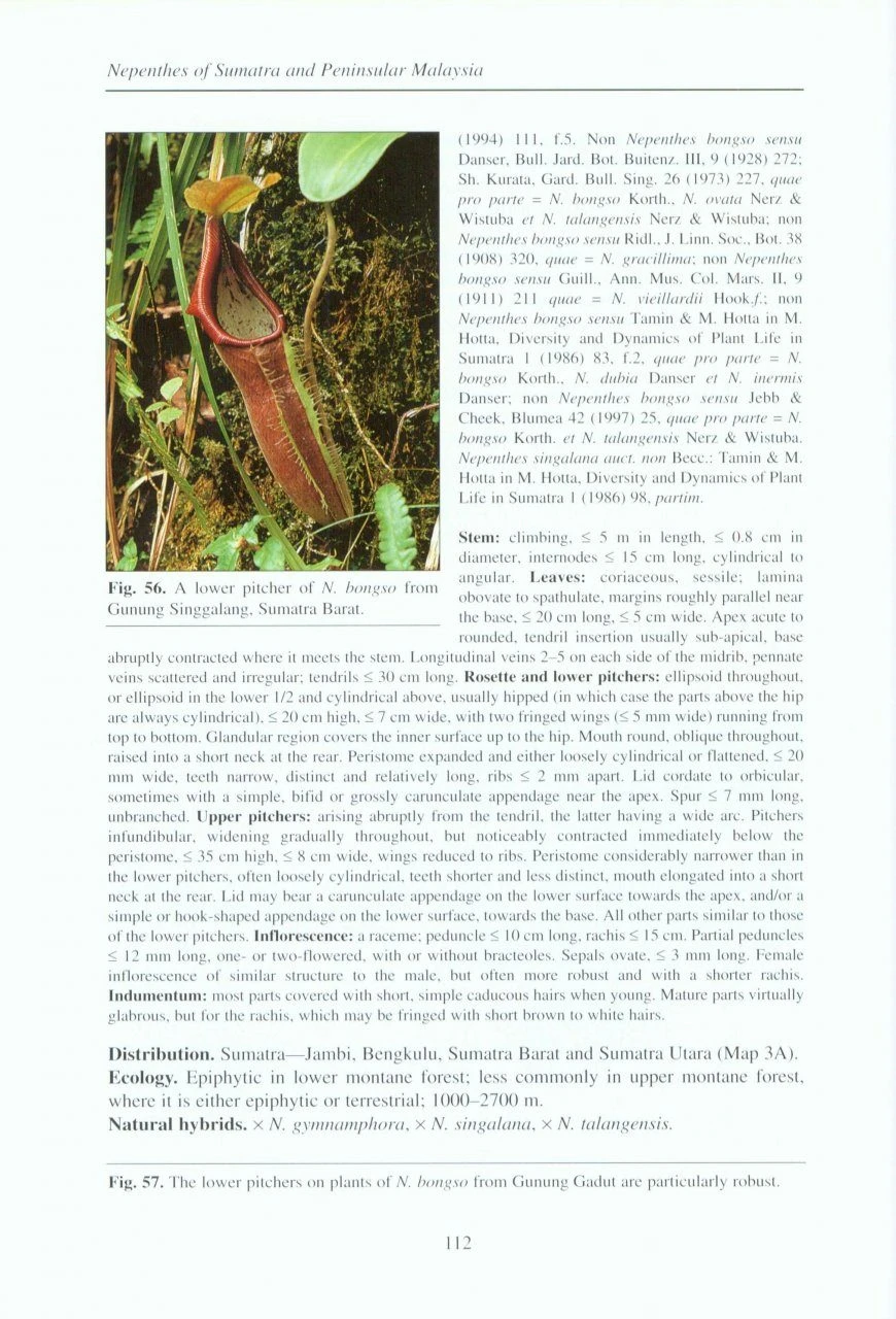 Nepenthes Of Sumatra And Peninsular Malaysia 6 Nepenthes Of Sumatra And Peninsular Malaysia - Image 4