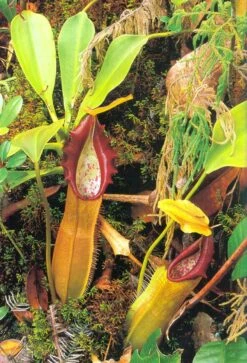 Nepenthes Of Sumatra And Peninsular Malaysia 12 Nepenthes Of Sumatra And Peninsular Malaysia -Wildlife Professional Books 98687 4